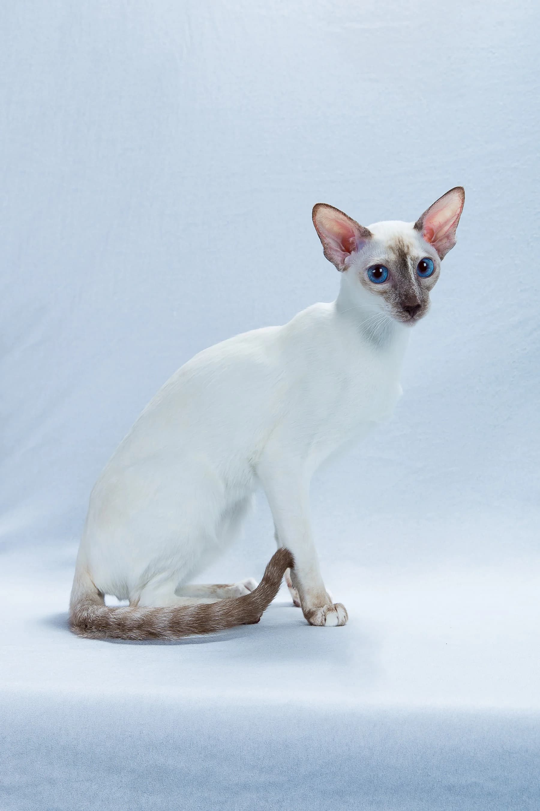 Siamees kat