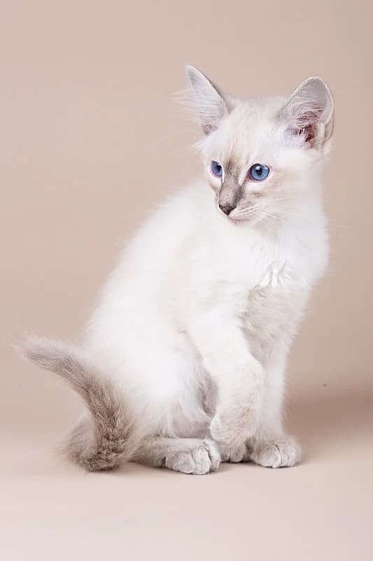 Balinees kat