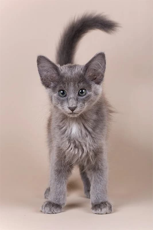 Mandarin kat