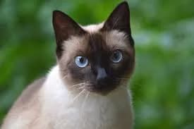 Thai kat
