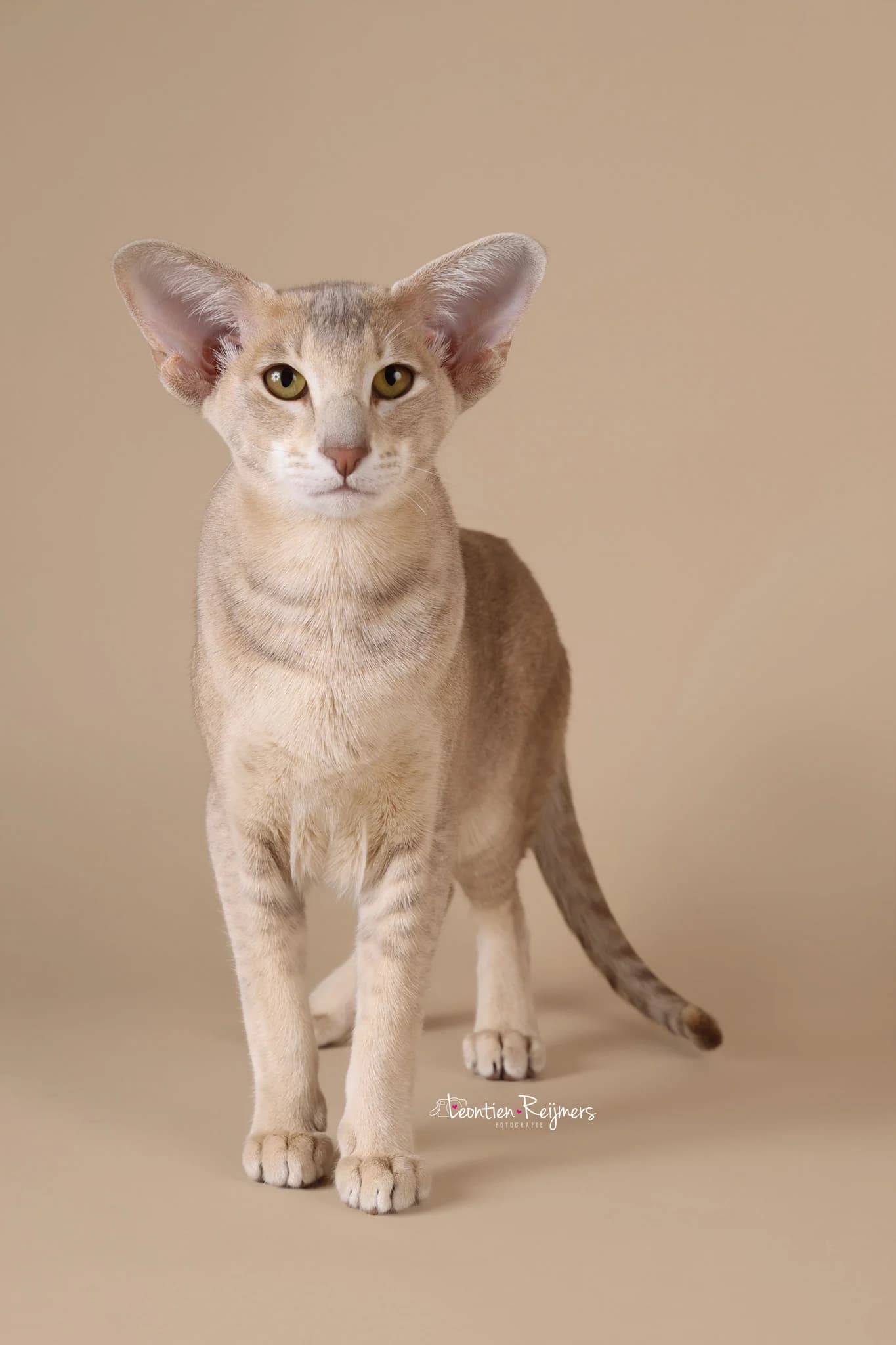 Siamese kat